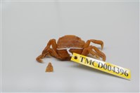 藏品(游氏弓蟹)的圖片